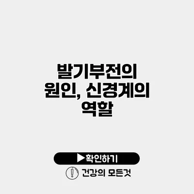 발기부전의 원인, 신경계의 역할